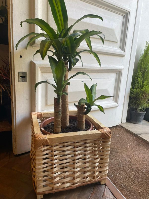 CANASTO DE MIMBRE Y MADERA 25CM