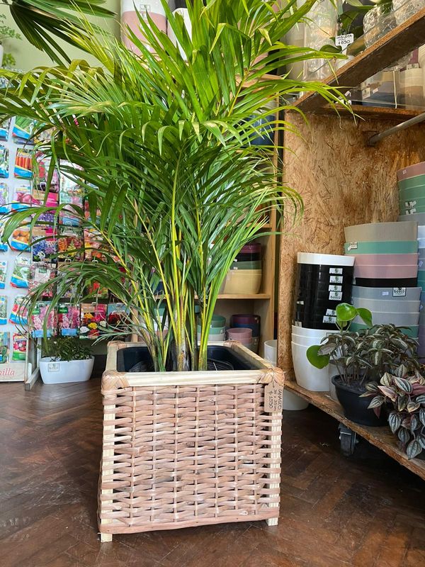 CANASTO DE MIMBRE Y MADERA 35CM