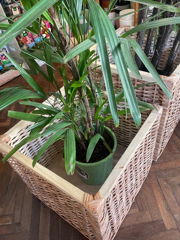 CANASTO MIMBRE Y MADERA 40CM