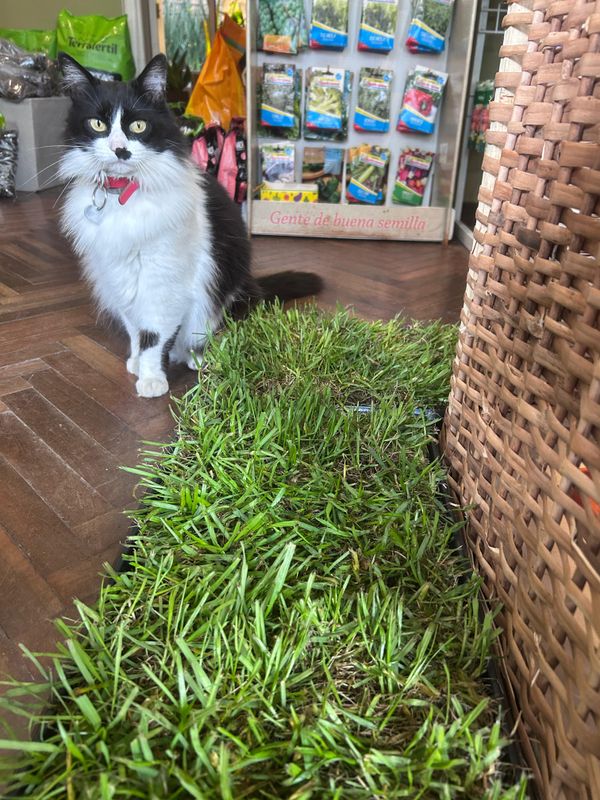 GREEN PET: SANITARIO PARA MASCOTAS DE CÉSPED NATURAL