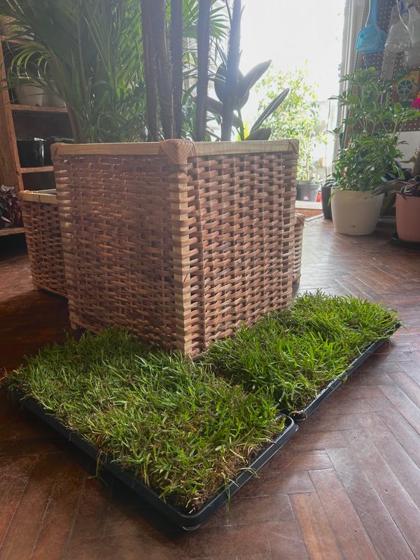 REPUESTO GREEN PET: SANITARIO PARA MASCOTAS CÉSPED NATURAL