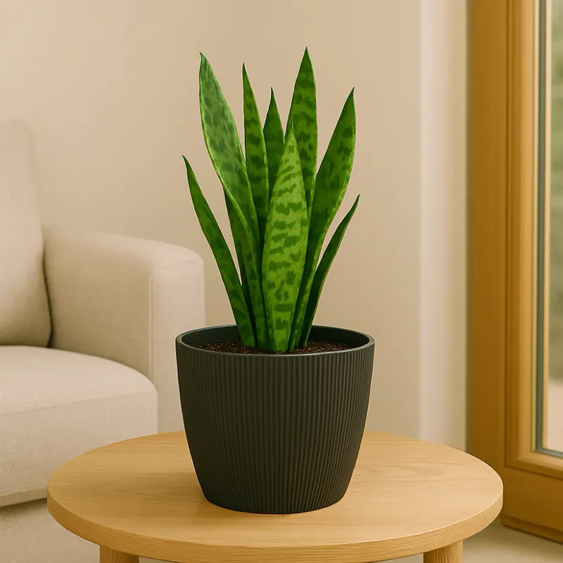 MACETA VERCELLI REDONDA 24CM