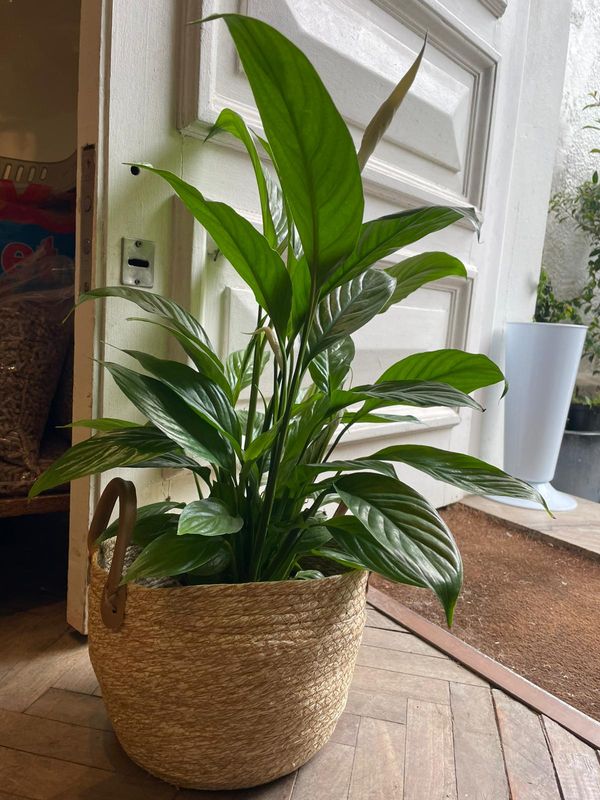 CANASTO YUTE 24CM