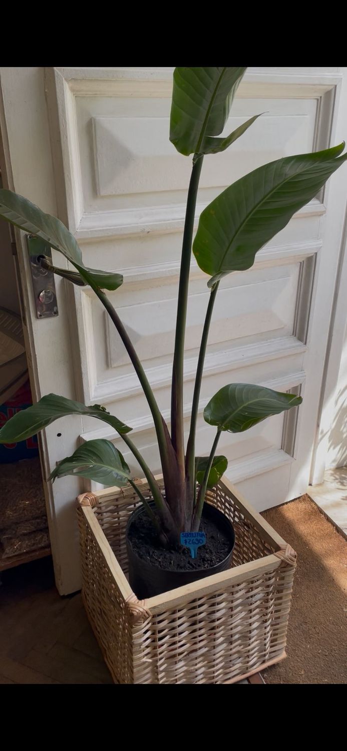 STRELITZIA NICOLAI XL