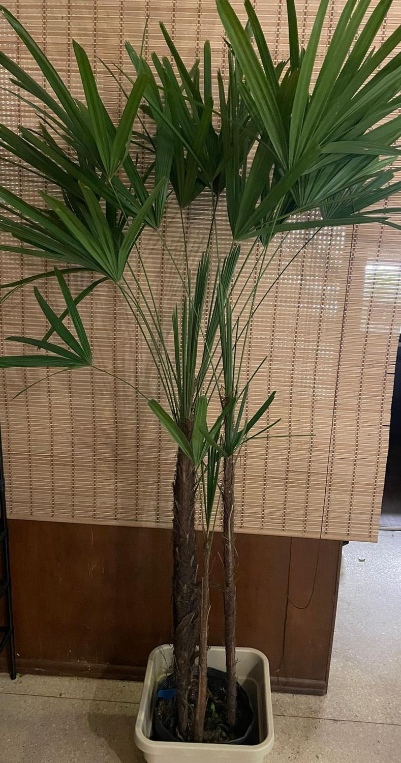 PALMERA RAPHIS XXL