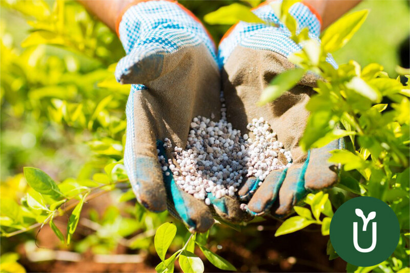 Fertilizante Urea - 10 Kg - Césped Cultivos Plantas