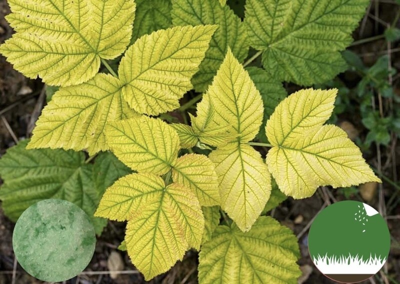 Fertilizante Sulfato De Hierro - Hojas Amarillas Plantas 1 kg