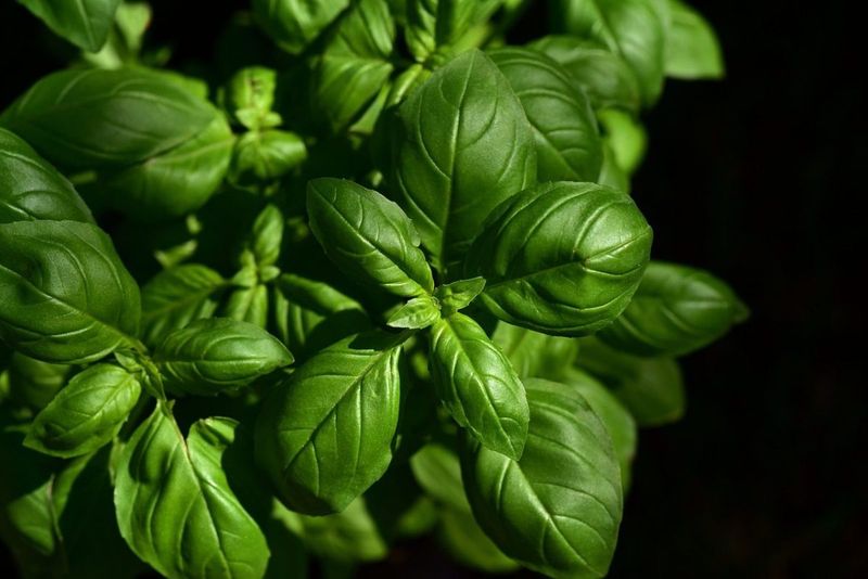 Semillas Albahaca 