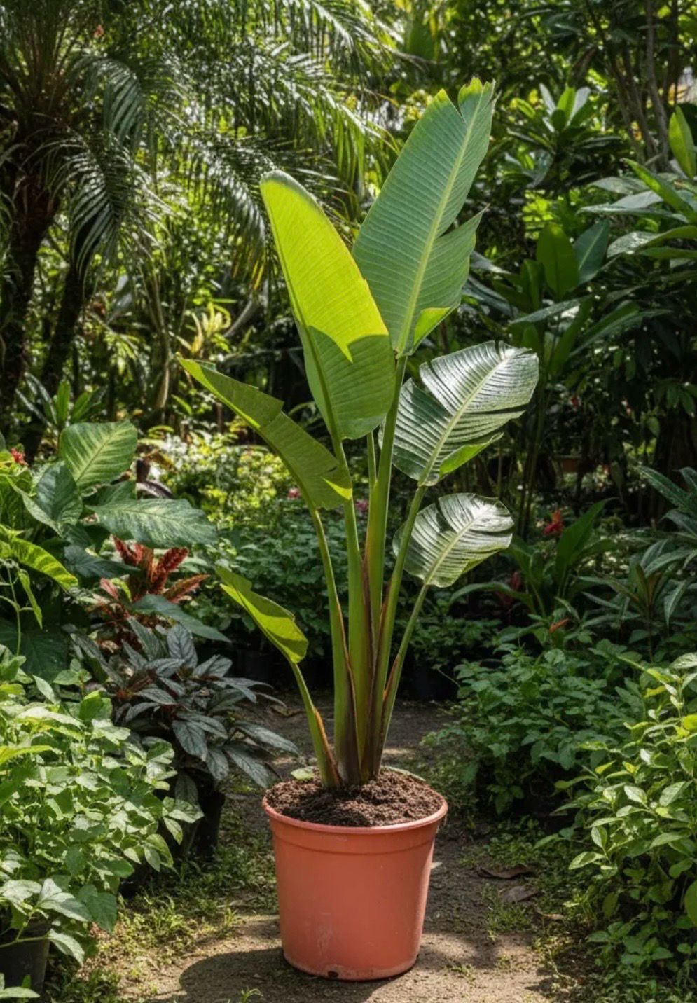 STRELITZIA NICOLAI XL