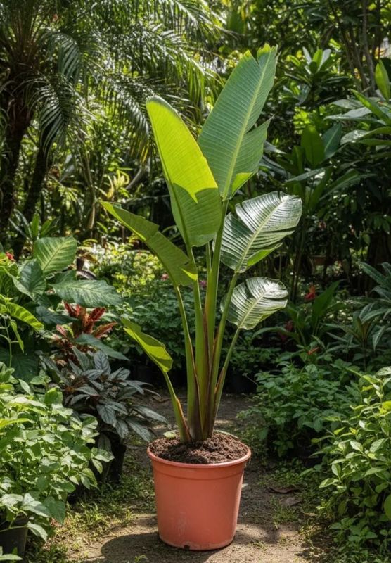 STRELITZIA NICOLAI XL