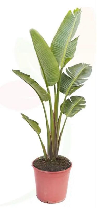 STRELITZIA NICOLAI XL
