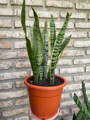 MACETA EDÉN 20CM