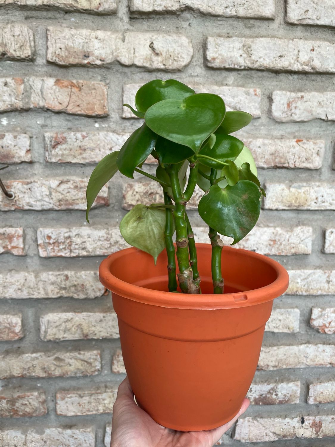 MACETA EDÉN 18CM