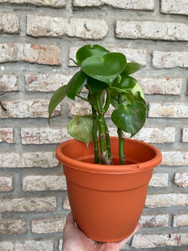 MACETA EDÉN 18CM