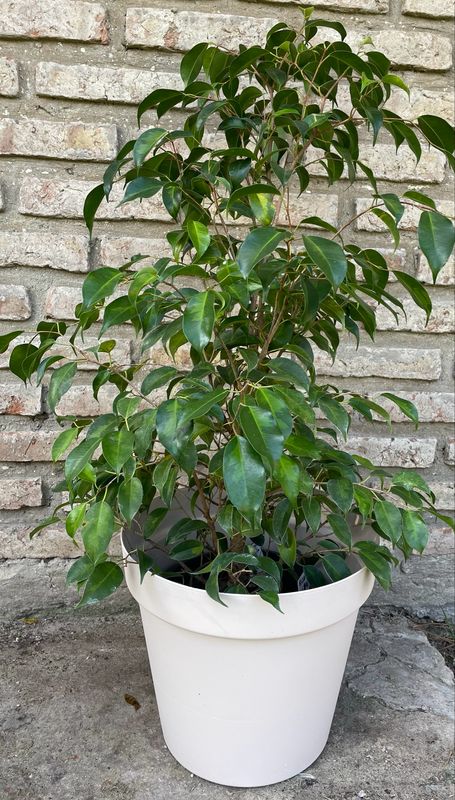 FICUS BENJAMINA XL