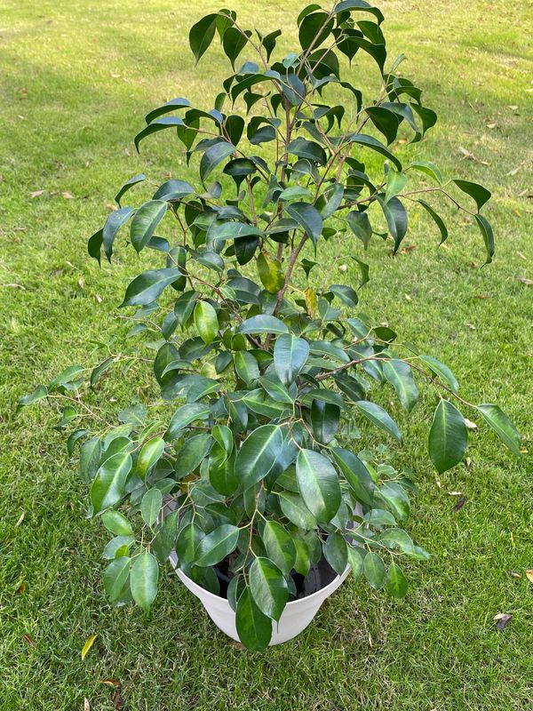 FICUS BENJAMINA XL