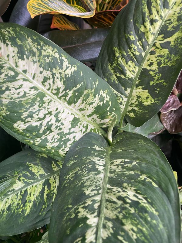 DIFFENBACHIA 
