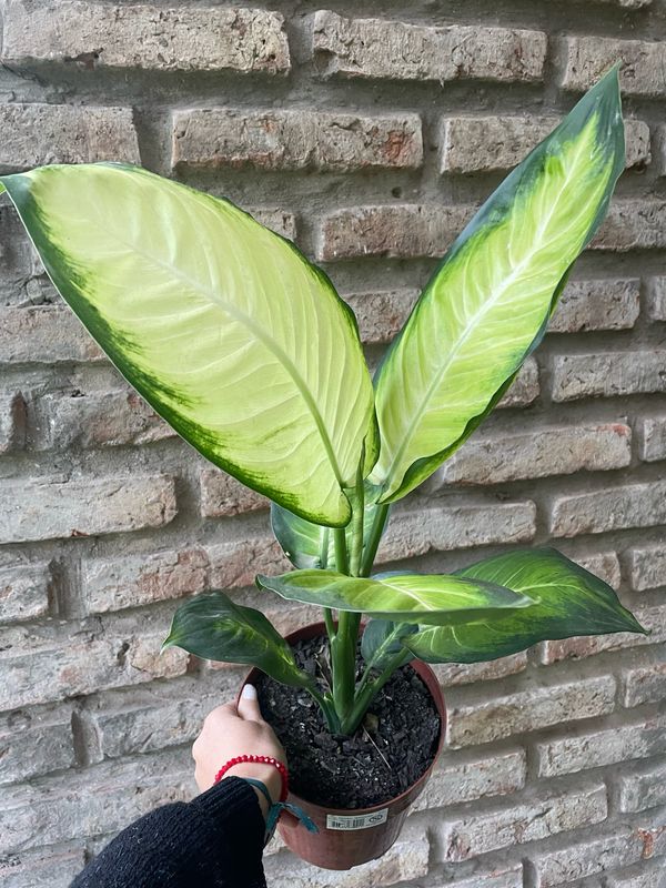 DIFFENBACHIA 
