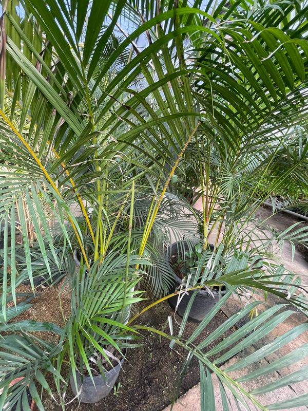 ARECA XXL