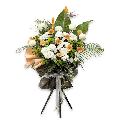 CD53 Peace and Comfort