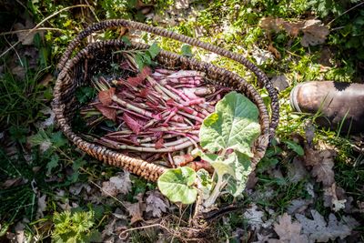 Jaaropleiding Wildplukken ( voor Chefs )