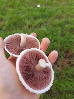 Workshop Wildplukken 17 Oktober 2025 (thema Paddenstoelen)