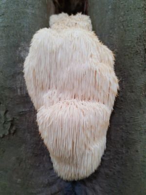 Cursus (eetbare) paddenstoelen 2026