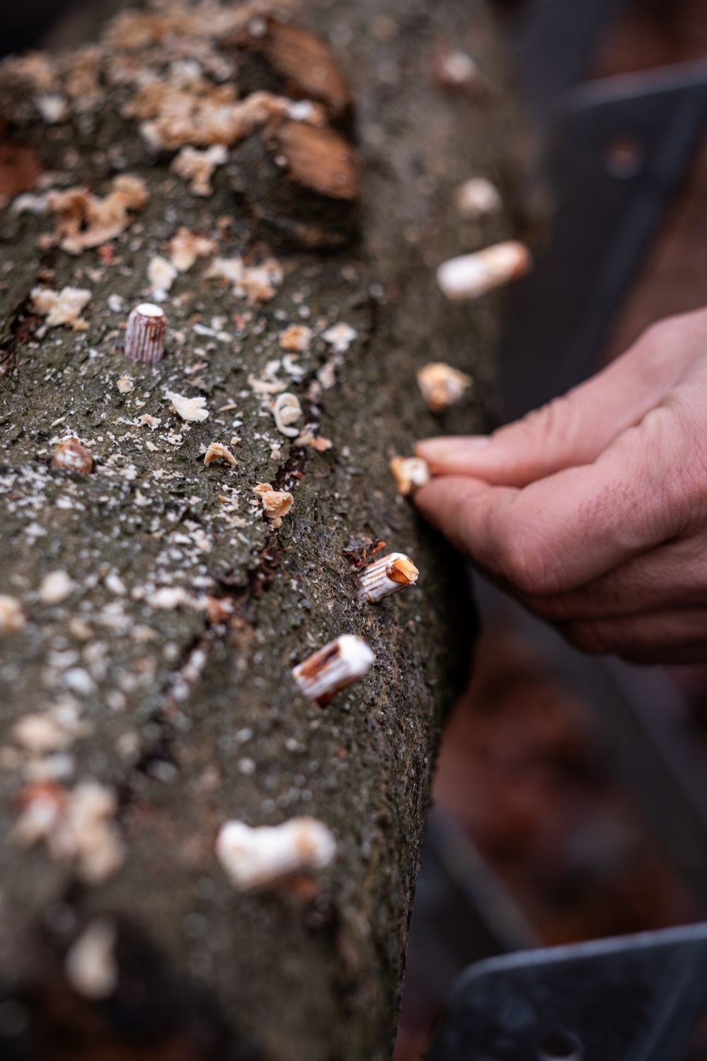 Houtpluggen Shiitake (100 stuks)