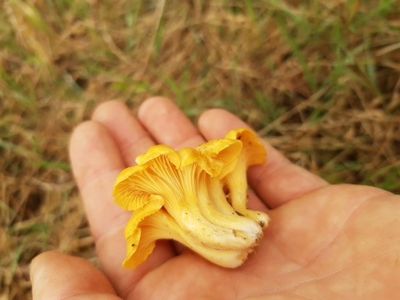 Workshop Wildplukken 4 september 2026 (thema Paddenstoelen)