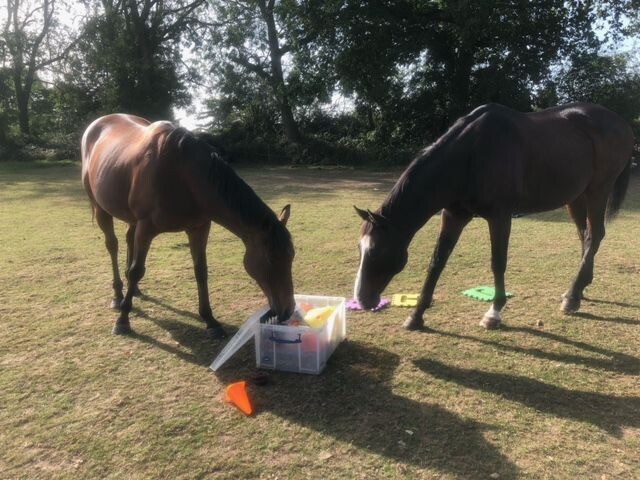 Standard: Horse Empowerment sessions x 3 (in person)