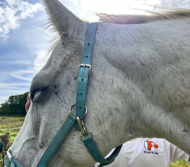 Rahanni Celestial Healing for Horses x 3 sessions (in person)