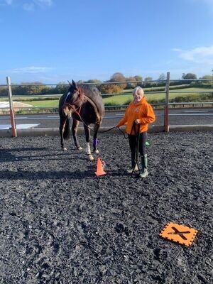 Horsemanship Clinic: Deepening Trust and Connection - 5th May 2024 - 11am to 3pm at Pachesham Equestrian Centre, Randalls Road, Leatherhead, KT22 0AL