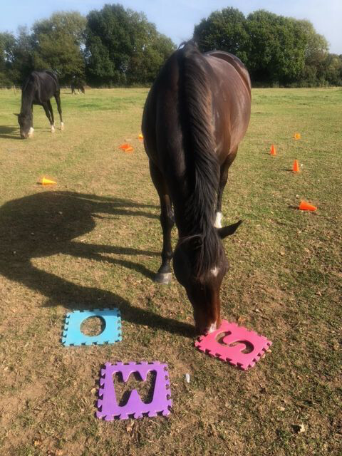 Taster: Horse Empowerment sessions x 1