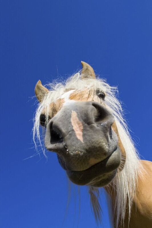 Animal Communication