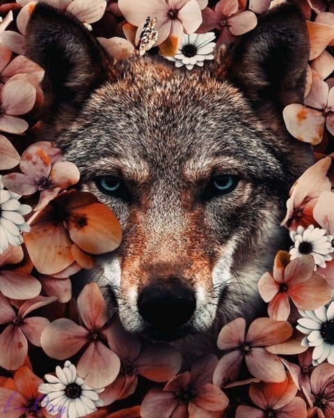 Diamond Painting Set Wolf Ronde Steentjes 50x40 cm