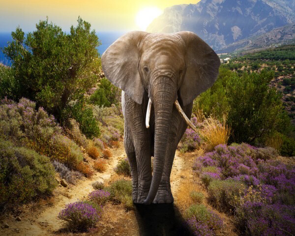 Schilderen Op Nummer Set Olifant 40x30 cm