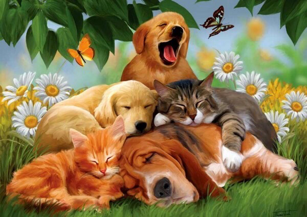 Diamond Painting Dogs-Cats 50x40cm Vierkante Steentjes