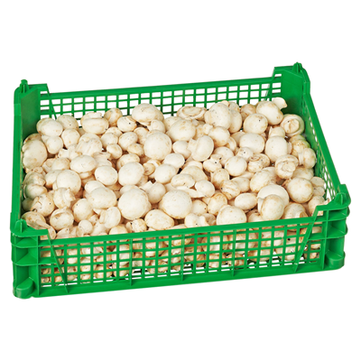 Champignon fein ca. 3 kg