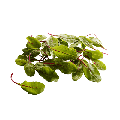Baby Mangold ROT 500 g