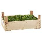 Feldsalat 1 kg