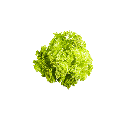 Salat Lollo Bionda lose 250 g