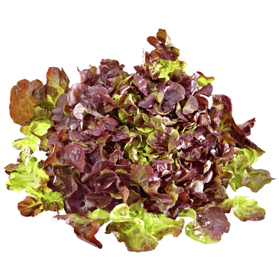 Eichblattsalat rot gepackt Stk