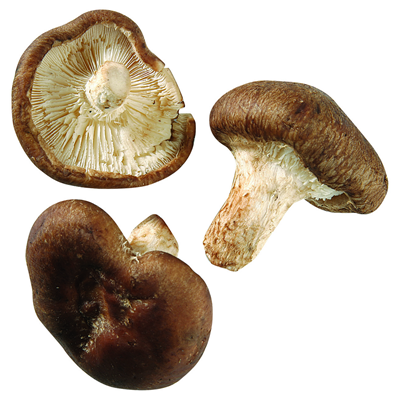 Shii-Take Pilze 400 g