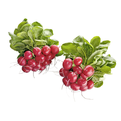 Radieschen Bund