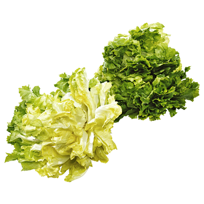 Endiviensalat gepackt Stk Endiviensalat gepackt Stk
