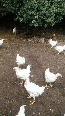Broiler ausgewachsen