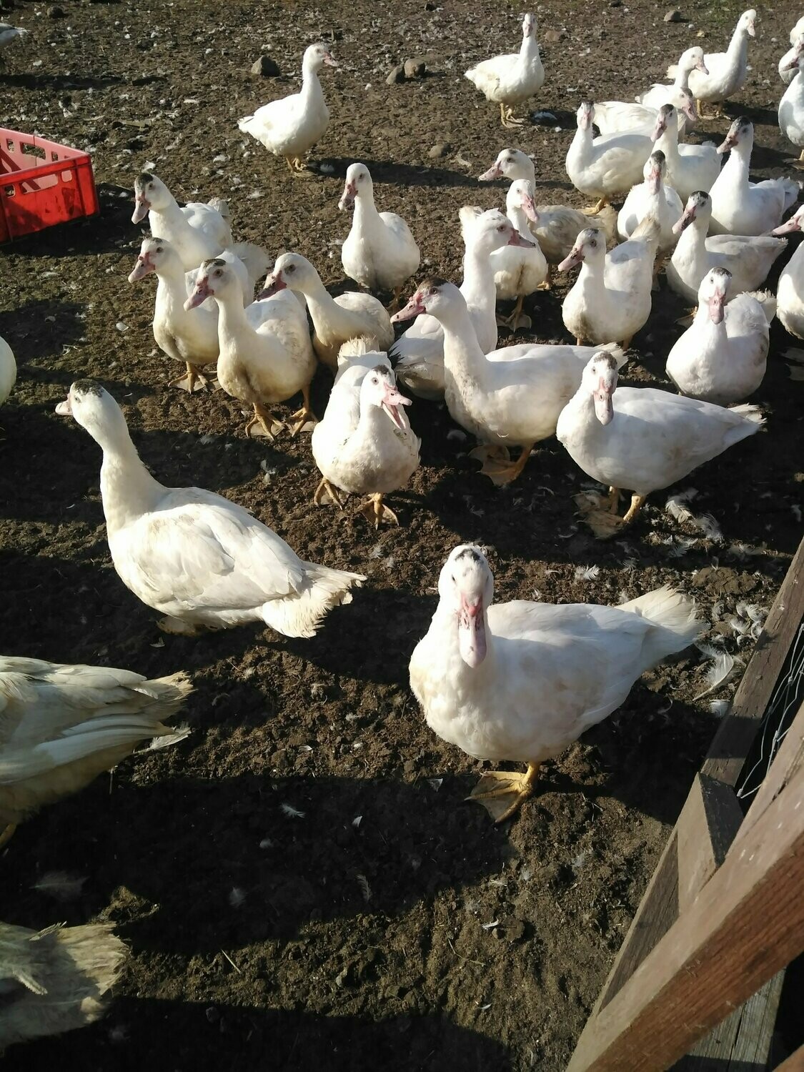 Flugenten ausgewachsen