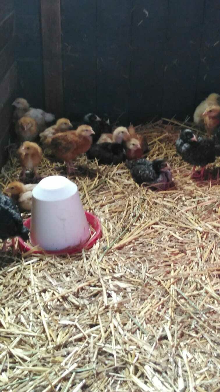 Maran Mix Küken 4-5 Wochen Alt