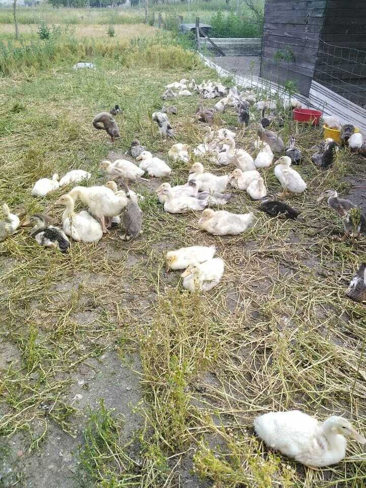Pekingenten  ca.12 Wochen Alt