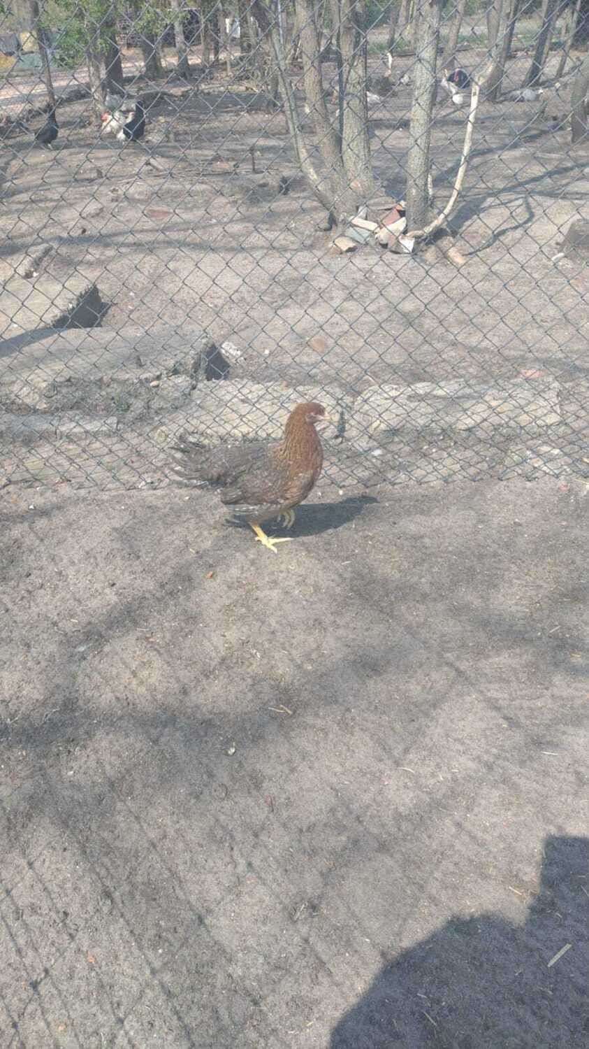 Bielefelder Kennhuhn